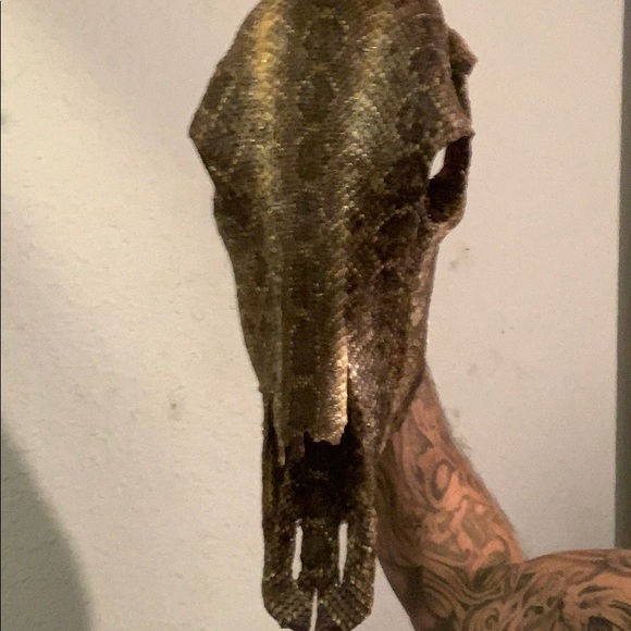 Real cow skull/western diamond back rattlesnake